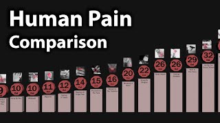 Comparison Human Pain [upl. by Theresina]