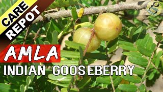 AMLA  How to grow and care Amla tree or Indian Gooseberry plant  Garden Tips in English [upl. by Selena]