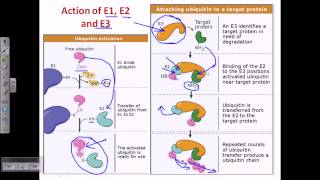 Ubiquitin and polyubiquitination [upl. by Thetos]