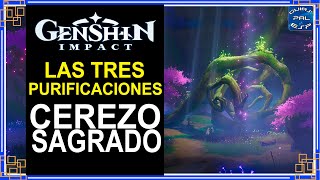 Completa la Purificación del Cerezo Sagrado  Genshin Impact [upl. by Ehcor]