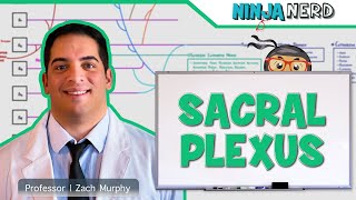 Neurology  Sacral Plexus [upl. by Annaj574]