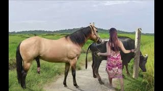 My sister training care her lovely horse in beginner 2021 [upl. by Leunam]