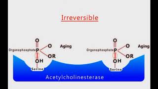 Organophosphate Poisoning animation [upl. by Luapnhoj]