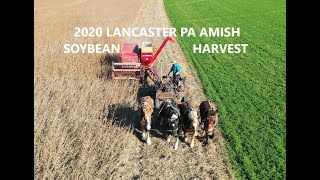 Lancaster County PA Amish Farm Soybean Harvest McCormick Model 80 [upl. by Rasia]