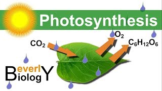 Photosynthesis in detail [upl. by Pillsbury]