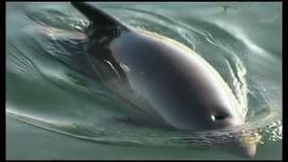 Protecting Harbour Porpoises [upl. by Columba]