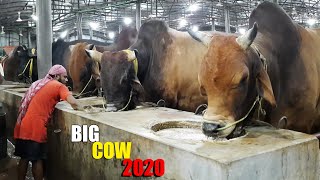 Biggest Cow Farm in Bangladesh 2020  AL Madina Cattle Farm 2020  Big big cow 2020 [upl. by Yerrot211]