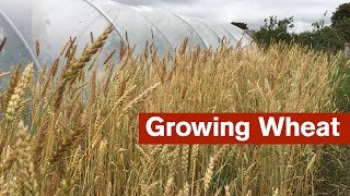 Growing Wheat For The First Time [upl. by Amiarom]