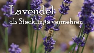 Lavendel als Steckling vermehren [upl. by Rusty]