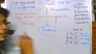 Eukaryotic transcription part 1 introduction [upl. by Erual]