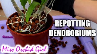 Repotting outdoor Dendrobium Orchids  Cutting old canes [upl. by Yrojram958]