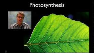 Photosynthesis Visual Diagrams and Animations [upl. by Acinad884]