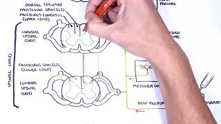 Sensory Tracts  Dorsal Column Medial lemniscus Pathway [upl. by Ahs146]