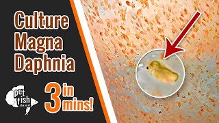 How to culture DAPHNIA MAGNA  The easy way [upl. by Vallo]