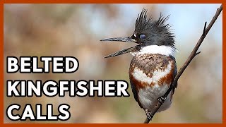 Belted Kingfishers Calls [upl. by Morven]