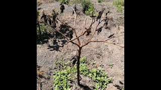 What causes mature tree tomatoes trees to dry up A look at Dieback and botrytis in tree tomatoes [upl. by Killigrew604]