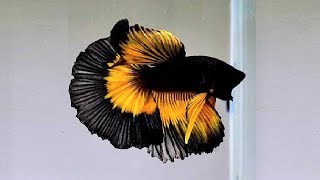 10 Most Beautiful Betta Fish in the World [upl. by Emmott741]