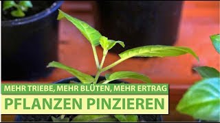 Pflanzen  Stecklinge pinzieren stutzen [upl. by Bianka]