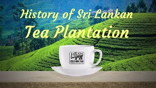 Ceylon Tea  History of Sri Lankan Tea Plantation [upl. by Reaht]