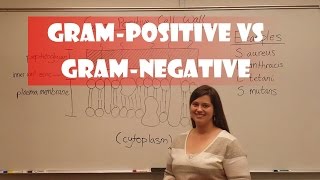 Gram Positive and Gram Negative Bacteria [upl. by Georgena739]