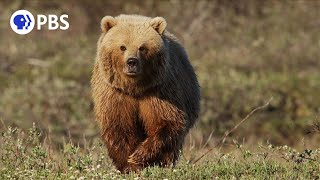 Grizzly Bear Hunts Caribou Herd [upl. by Ecela]