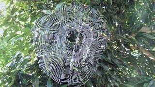 Spider Spinning a Huge Web [upl. by Hairom]