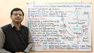 Diabetes Mellitus Part10 Mechanism of Action of Sulfonylurease  Antidiabetic Drugs  Diabetes [upl. by Obed]