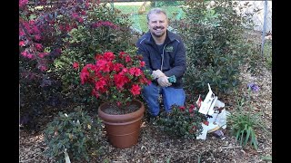 How to Fertilize Your Encore Azaleas [upl. by Asiaj711]