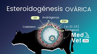 Esteroidogénesis Ovárica [upl. by Tizes]