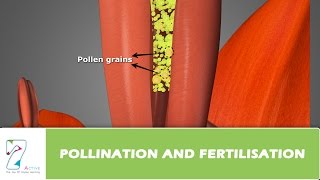 Pollination and Fertilisation [upl. by Brinson89]