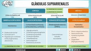 GLÁNDULAS SUPRARRENALES  Morfofisiología [upl. by Ikceb]