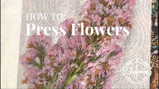 How to Press Flowers in a Book [upl. by Roderick]