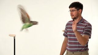 How to Teach Your Parrot to Fly  Parrot Training [upl. by Thaddus]