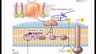 Electron flow in iron oxidizing bacteria [upl. by Atalanti]