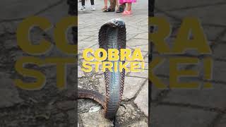 COBRA STRIKE Snake Charmers of Marrakesh [upl. by Ahsimin]