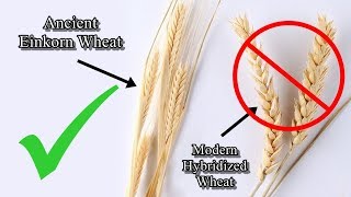 Modern hybridized wheat  Stay away from it [upl. by Sanburn965]