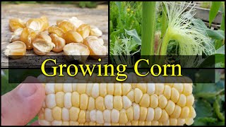 Growing Corn  The Definitive Guide For Beginners Part 1 [upl. by Adiela]