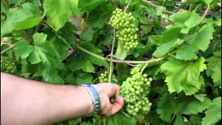 How to Grow Backyard Grapes [upl. by Yesoj]