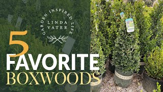 My 5 Favorite BOXWOOD Varieties [upl. by Otsenre]