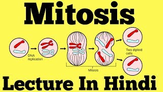 Mitosis  Cell Division Hindi [upl. by Godred448]