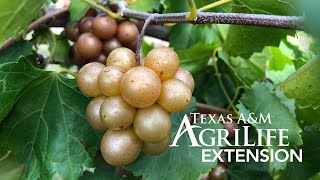 Growing Muscadine Grapes in Texas [upl. by Naugal29]