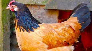 Vorwerk Chickens  Rare Dual Purpose Beauty [upl. by Audre]