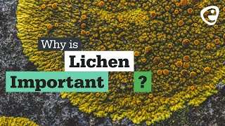 Why is Lichen important [upl. by Calore]