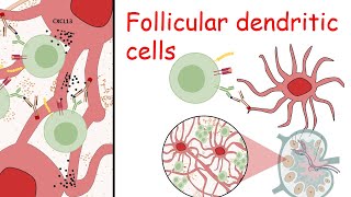 Follicular dendritic cells [upl. by Saerdna]