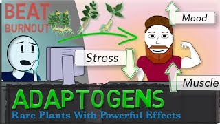 ADAPTOGENS EXPLAINED Ginseng Ashwagandha Rhodiola  Science of Stress [upl. by Queston201]