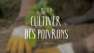 Cultiver des poivrons [upl. by Bozovich920]