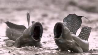 Mudskippers screaming fish Wait for it [upl. by Tsirc]