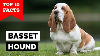 Basset Hound  Top 10 Facts [upl. by Lesna]