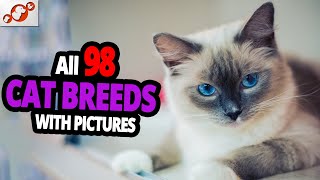 🐈 All Cat Breeds AZ With Pictures all 98 breeds in the world [upl. by Comras]