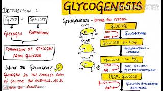 Glycogenesis in hindi  Glycogen metabolism  Eduluminescence [upl. by Enrobyalc]